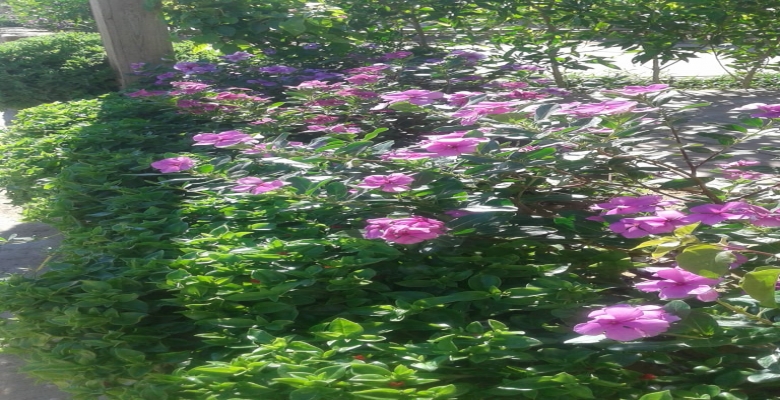 شاليه للايجار العين السخنة - قرية ستيلا سى فيو