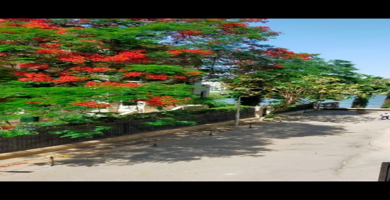 شقه للبيع بالزمالك / Apartment for sale in Zamalek