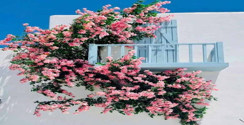 شاليه 3 غرف للايجار - بماونتن فيو - الساحل الشمالى