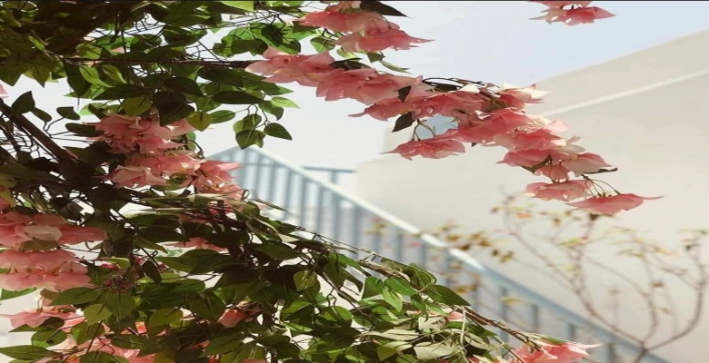 شاليه 3 غرف للايجار - بماونتن فيو - الساحل الشمالى