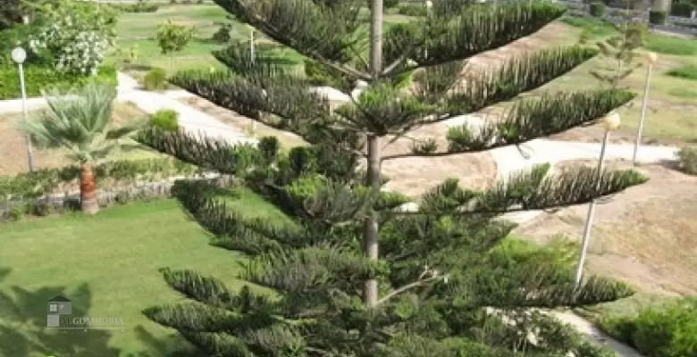 شاليه للايجار