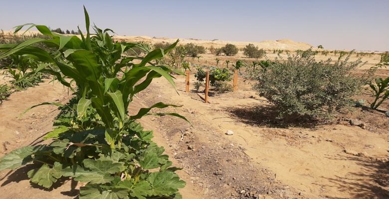 طريق مطر اسيوط الغربي