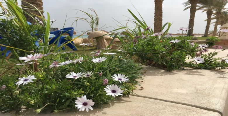 شاليه للايجار في قريه المنال في السخنه