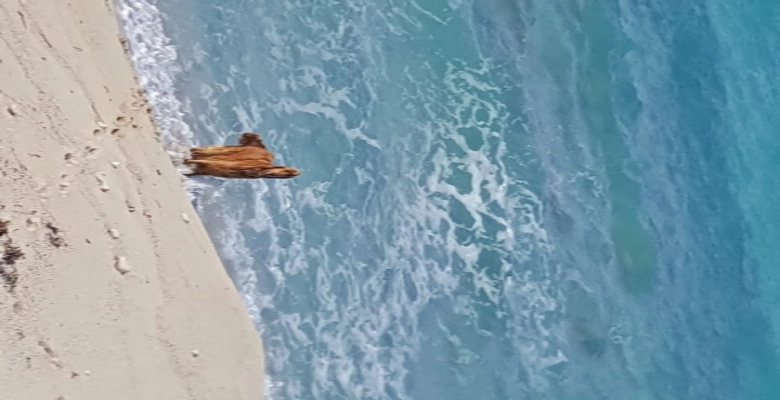 فيلا  للإيجار بالساحل الشمالي, سيدي عبد الرحمن